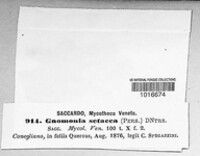 Gnomonia setacea image